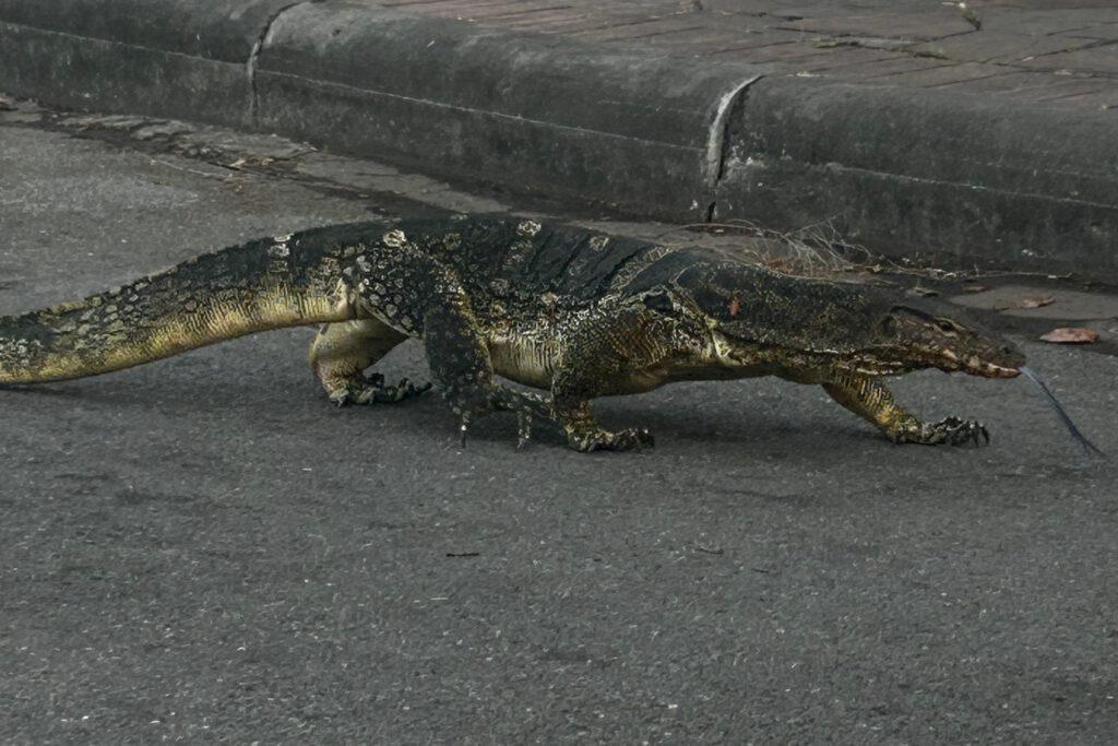 Monitor lizard at Lumpini Park